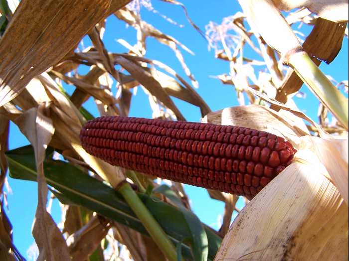 Pecoranera Esci Dal Gregge