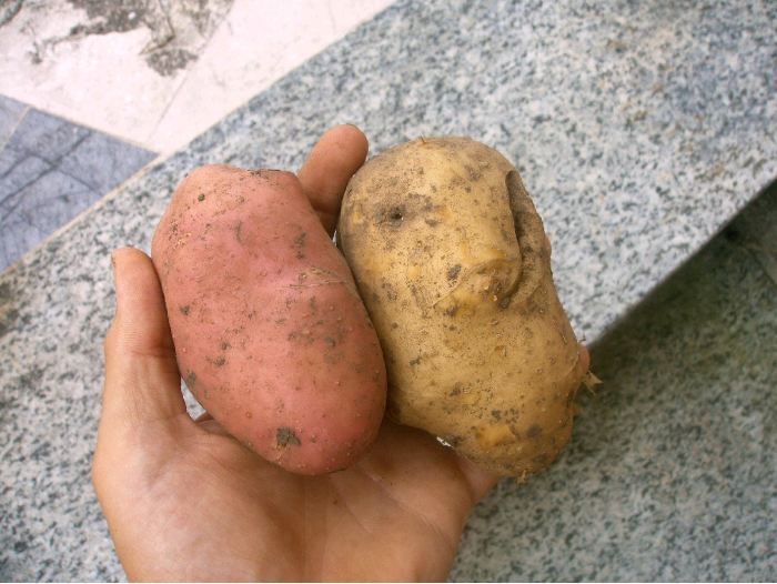 patate rosse
