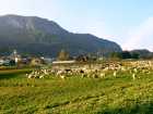 Ingrandisci immagine